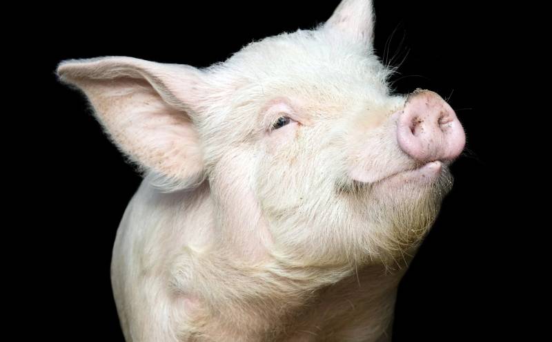 Giải mã việc nằm mơ thấy heo