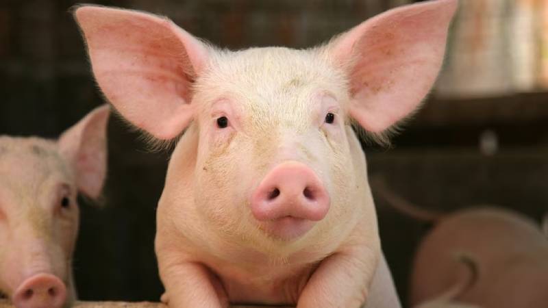 Mơ thấy heo đánh con gì để vào bờ?